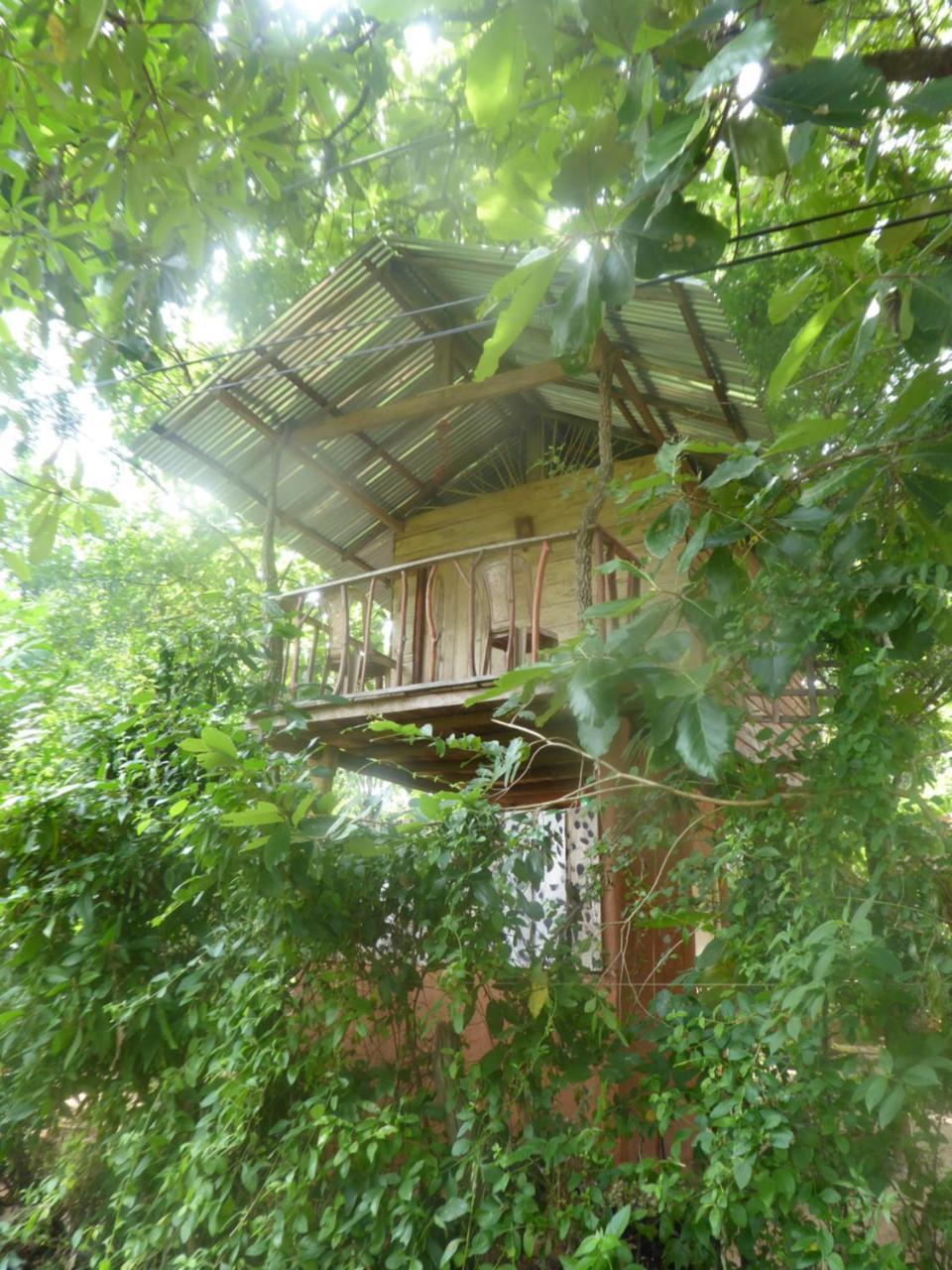Angry Birds Tree House Apartment Habarana Ngoại thất bức ảnh